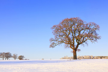 Single oak tree snow landscape