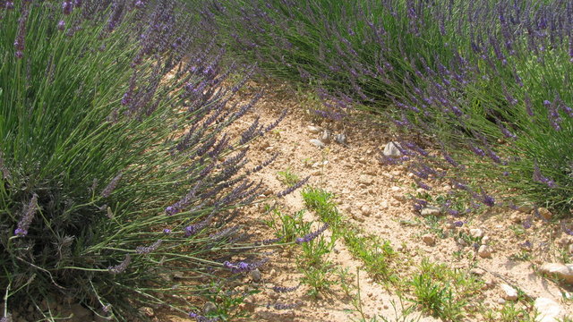provence
