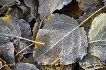 frozen leafs
