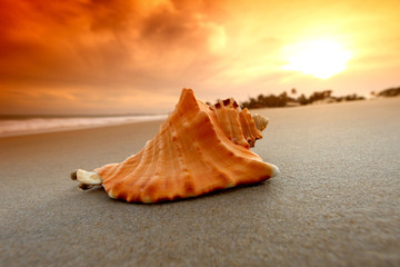 shell