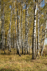 Fototapeta premium Autumnal forest