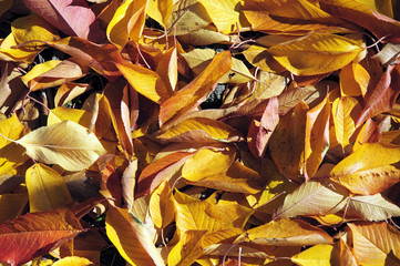 Feuilles de cerisier à l'automne