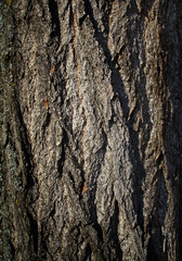wood