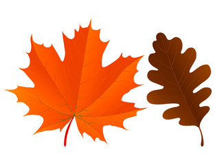 Red maple leaf and brown oak leaf over a white background