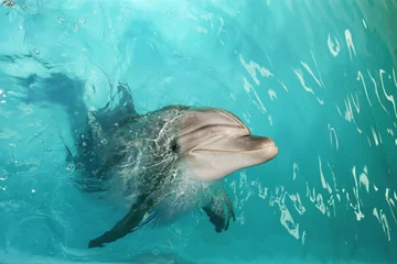Crédence de cuisine en verre imprimé Dauphin dauphin heureux
