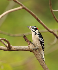 Male Downy Woodpecker, Picoides pubescens