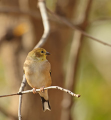 American Goldfinch, Carduelis tristis