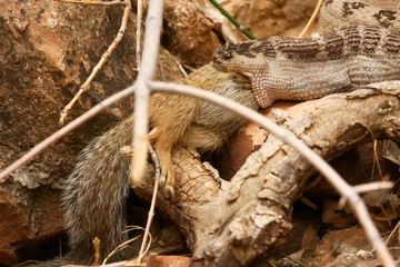 rattlesnake with prey