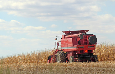 Harvesting Corn
