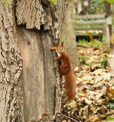 Red squirrel