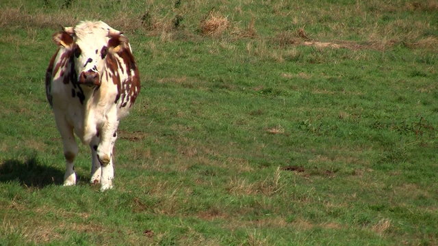 vaca caminando por campos de normandia