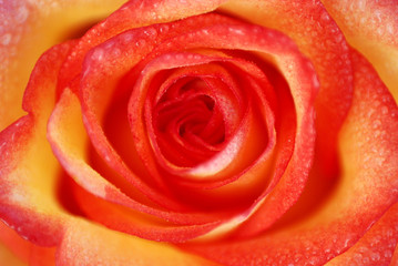 ROSA NARANJA Y AMARILLA. ANARANJADO, PINTADO, COLORES