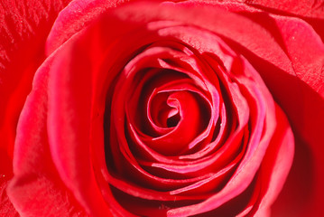 AMANTES. ENAMORADOS, BELLEZA, AFECTO, REGALAR