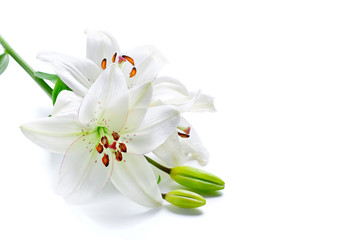 Beautiful lily flowers, isolated on white - 27387721