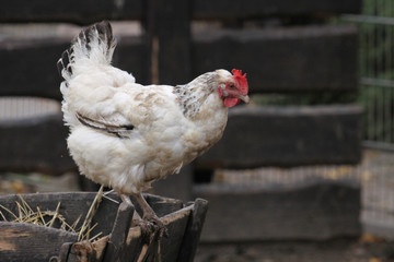 Weißes Huhn auf einem Strohwagen