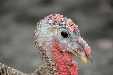 turkey in front of a white background