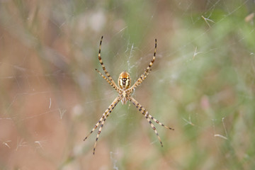 spider