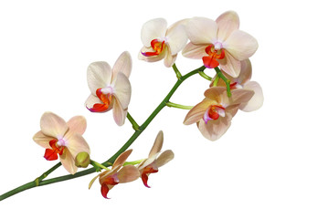 Fototapeta na wymiar Orchideé