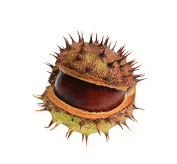conker