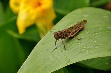 Grashüpfer