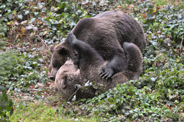 Baerenzweikampf
