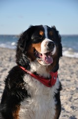 dog at the beach