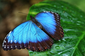 papillon
