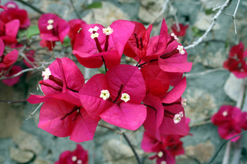 Bougainvilliers roses