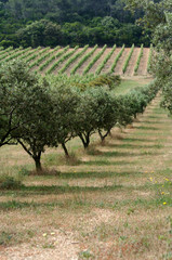 Parc d'oliviers de Porquerolles