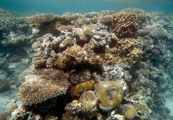 Coral Coast