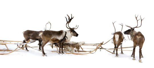 Four reindeers whis harnesses © Vladimir Melnikov