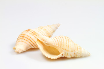 Muscheln_24 © blende11.photo