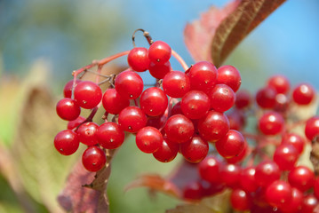 Gewöhnlicher Schneeball (Viburnum opulus) mit leuchtend roten St