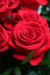 red roses