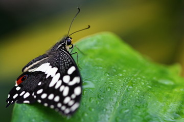 papillon © stéphane MUTZENBERG