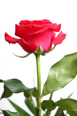 red rose on white background