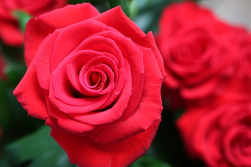 red rose