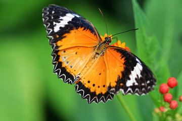 papillon