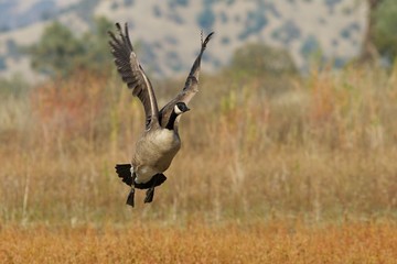 Banded Canada Goose