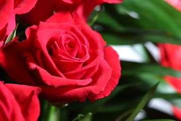 red rose