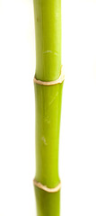 Obraz premium bamboo