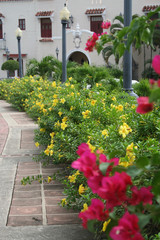 Fototapeta na wymiar Tropical Flowers Along Sidewalk