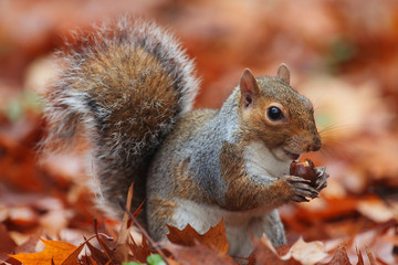 Naklejka na ściany i meble Squirrel in Autumn