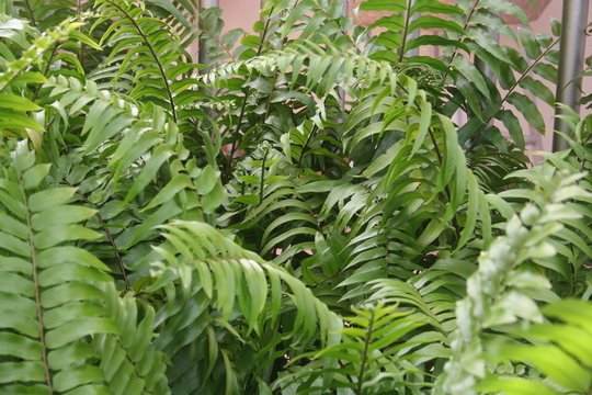 Tropical Ferns