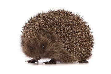 hedgehog