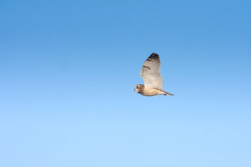 a short-eared owl in flight (Asio flammeus)