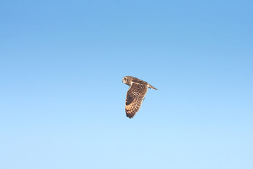 a short-eared owl in flight (Asio flammeus)