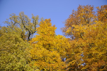 Bäume im Herbst