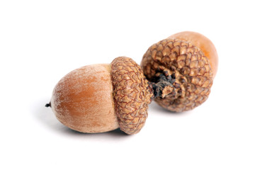 Acorns isolated