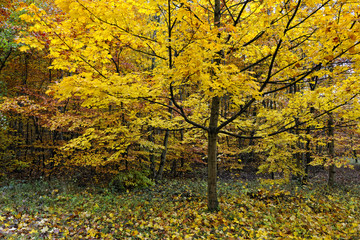 Erable plane, Acer platanoides, aux couleurs d'automne